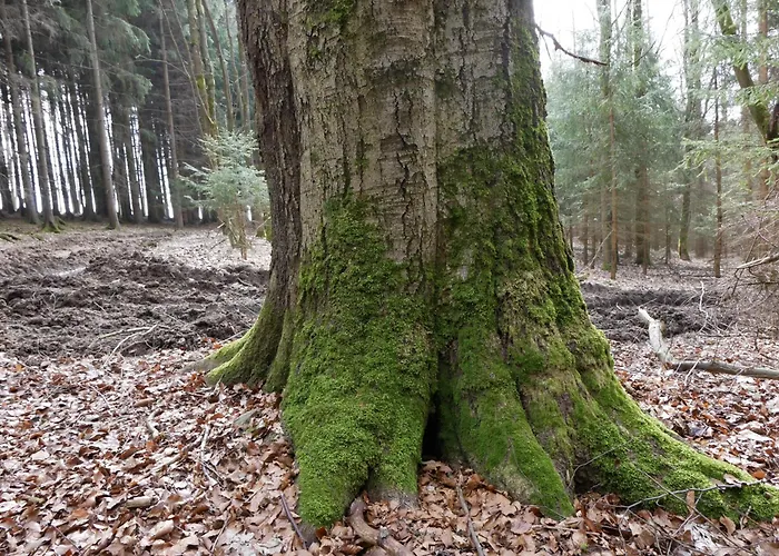 Lejlighed Sychrova Žďár nad Sázavou